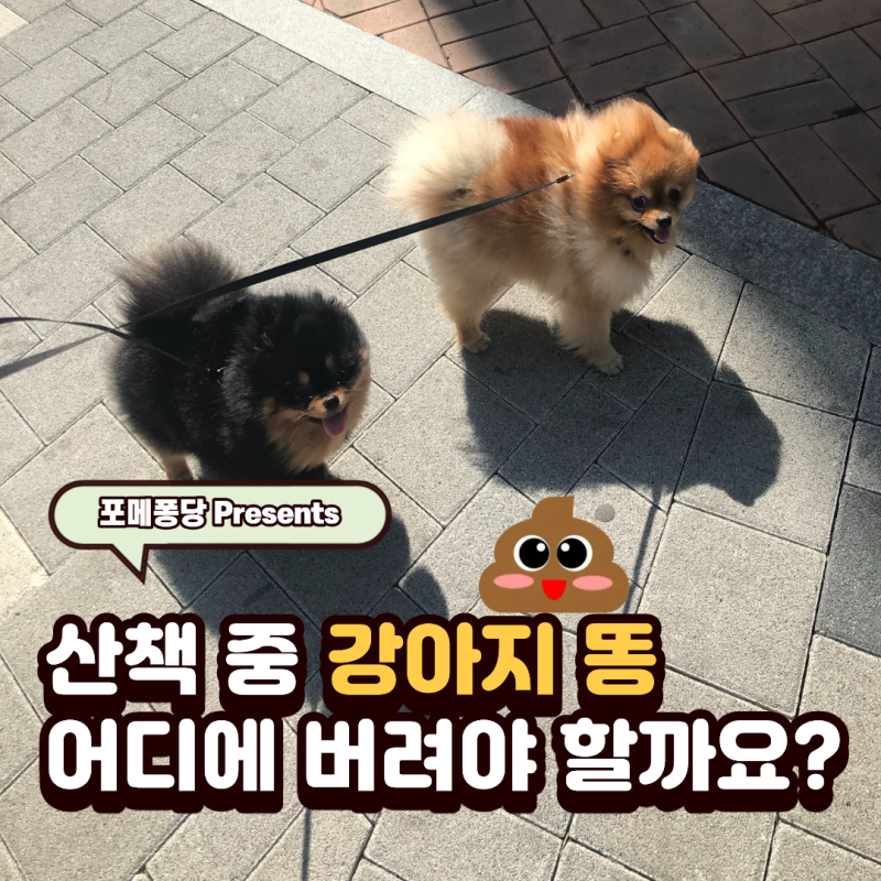 산책 중 강아지 똥 어디에 버려야할까?