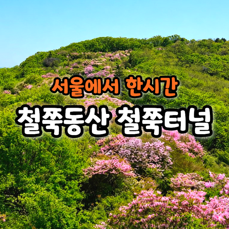  서울인근 철쭉 등산코스! 남양주 서리산 철쭉동산&철쭉터널