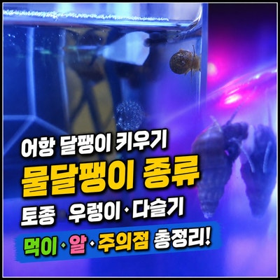 어항 달팽이 키우기, 물달팽이 종류 토종 달팽이 우렁이 다슬기 키우기 먹이 알 주의점은?