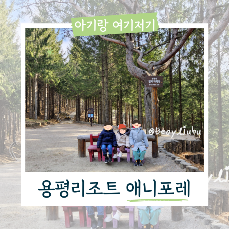 아기랑 강원도 평창 여행 가볼만한곳, 용평리조트 애니포레 알파카와 숲 힐링