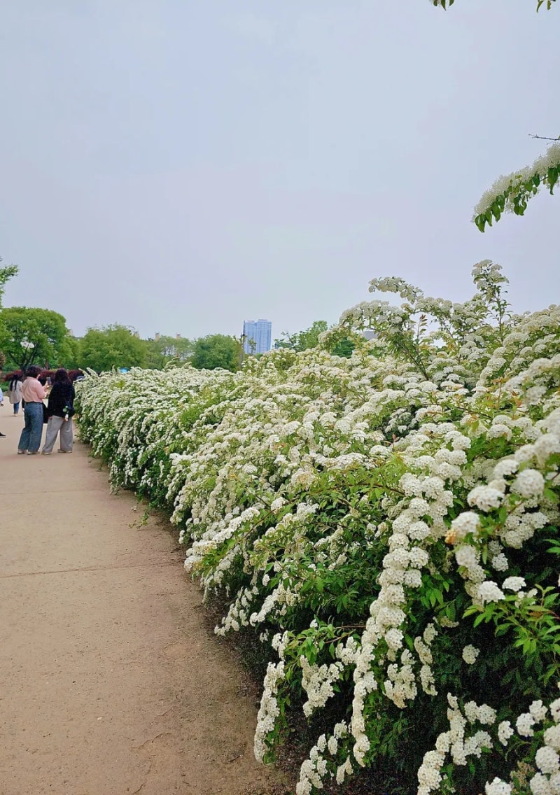대전 한밭수목원 피크닉 주차장