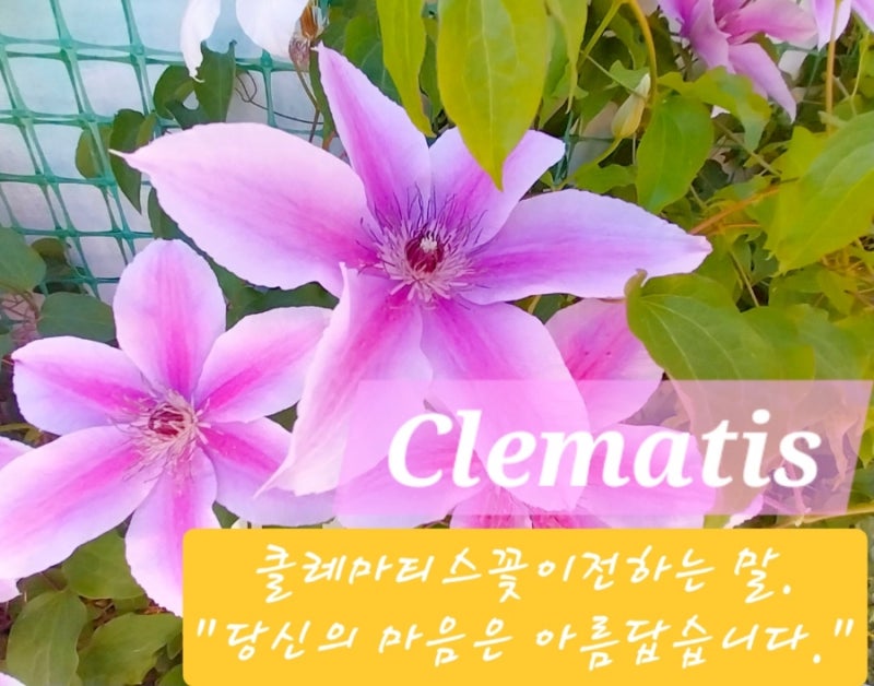 덩굴 식물의 여왕, '클레마티스'의 모든것 (키우기,벽면식재,꽃말)