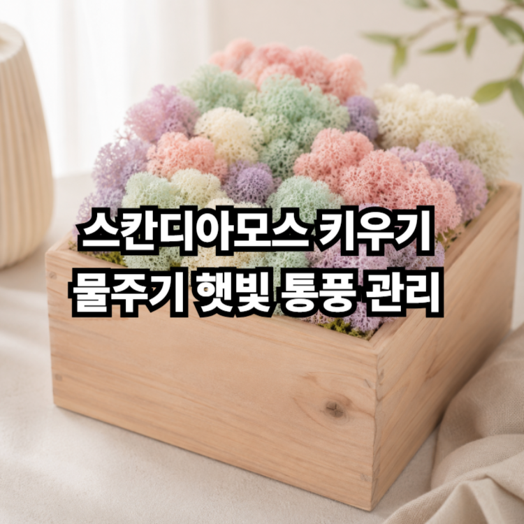 스칸디아모스 키우기 물주기 햇빛 통풍 관리 한눈에 정리