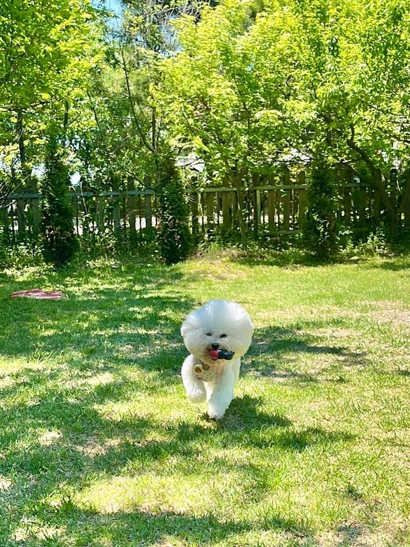 파주 애견카페 힐링그라운드 | 애견운동장 | 개린이날 | 대형 야외카페 찐후기 | 반려견 | 파....