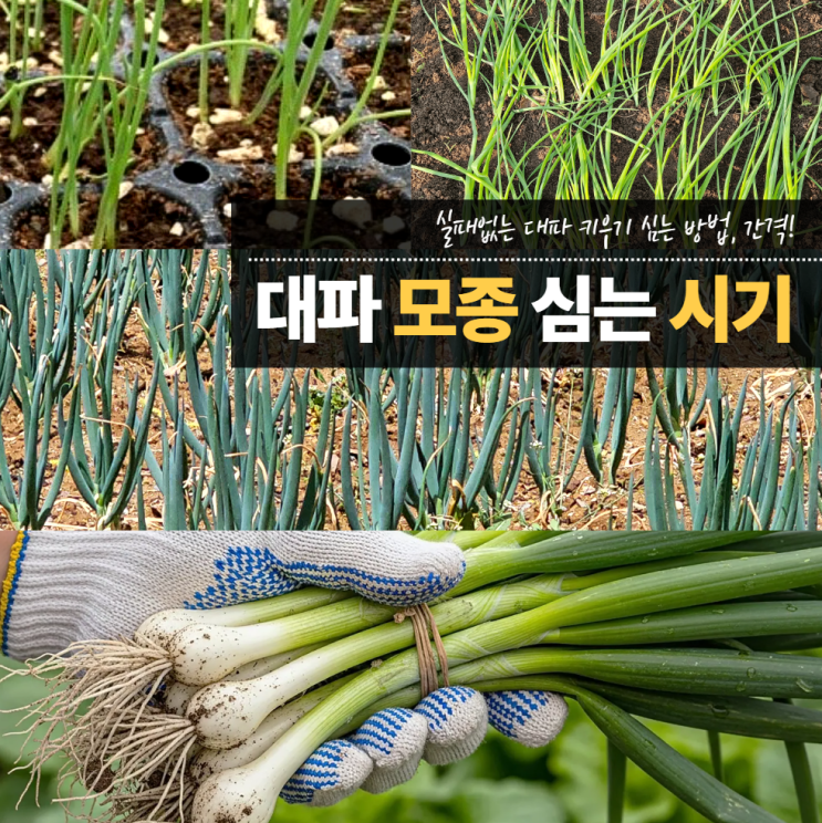  대파모종심는시기 심는법 방법 간격
