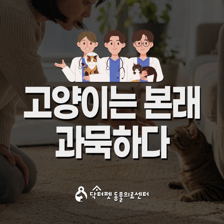  고양이가 이상하게 우는 건 아마도 아픈 것일까