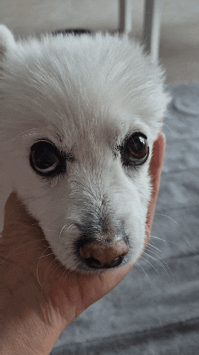  강아지가 카메라를 들이대면 고개를 돌리는 이유? 렌즈 때문만이 아닙니다!