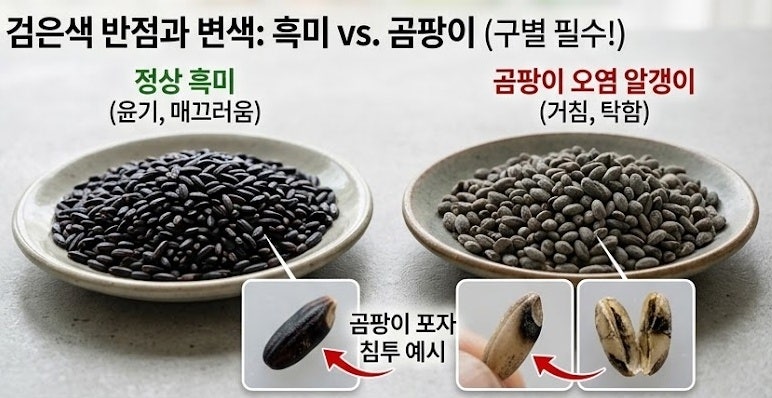오래된 쌀 잡곡 먹어도 될까? 곰팡이 쌀 구별법 및 뜨물 색깔 확인 총정리 쌀에 하얀 가루와 ....