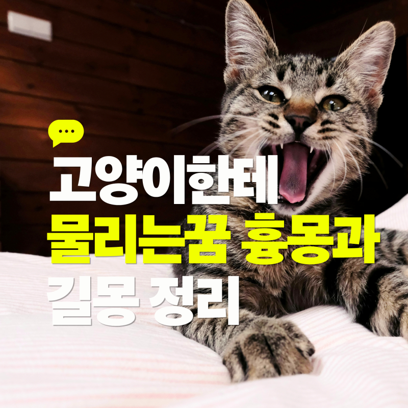 고양이한테 물리는꿈 흉몽과 길몽 정리