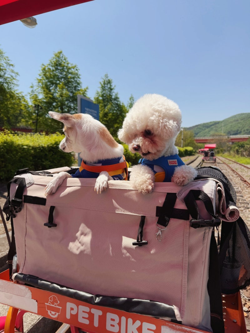 춘천 애견동반 여행 : 경강레일바이크_펫바이크