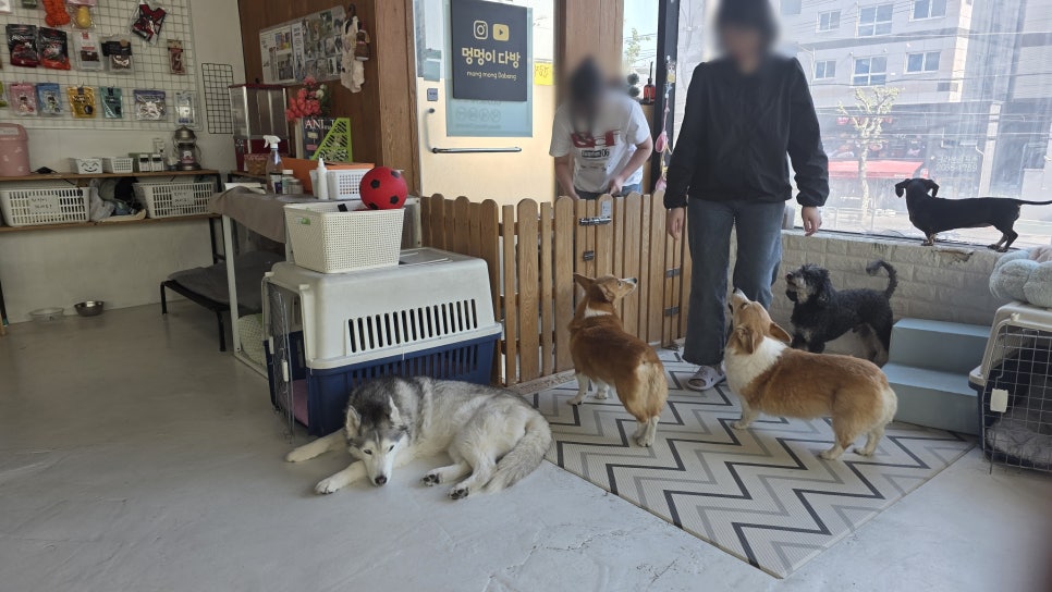 멍멍이다방 사진 3
