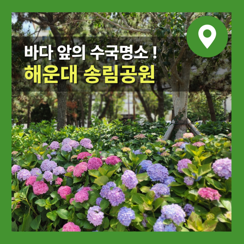부산 해운대 송림공원 수국길 황토길 주차장까지 총정리