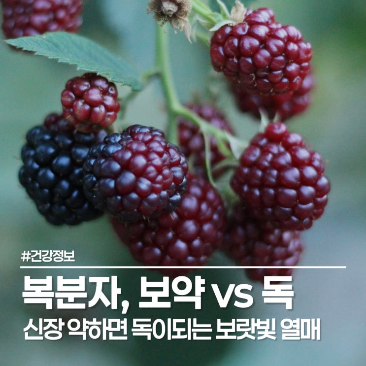 복분자 효능 좋지만 신장 안 좋을 때 주의점, 냉동 열매 우유 레시피