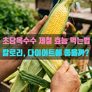 초당옥수수 제철 시기 효능 먹는방법 찌는시간 칼로리 보관방법 다이어트에 먹어도 될까?
