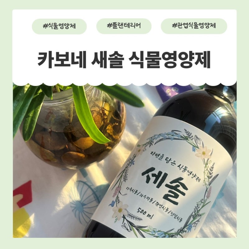 식물영양제 추천 분갈이 후 힘없던 식물에 써본 카보네 새솔 식물영양제 후기