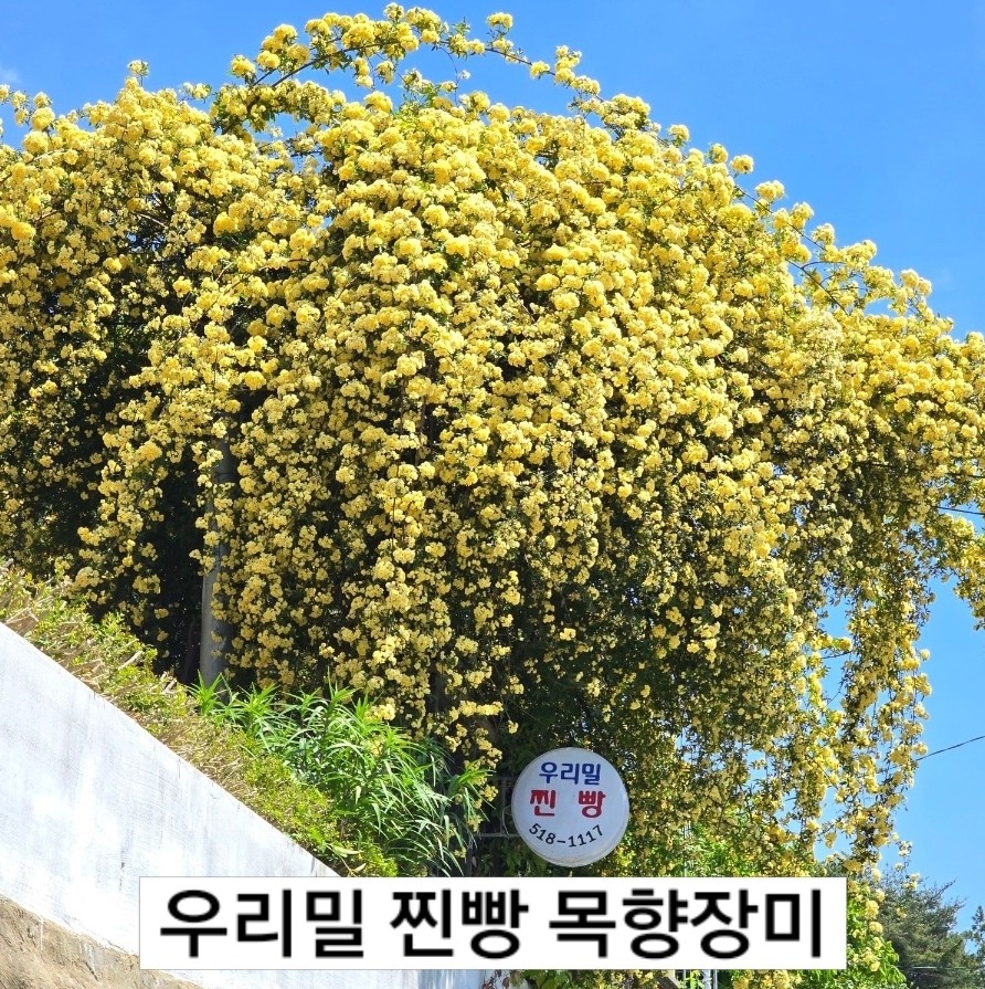 우리밀찐빵 사진 1