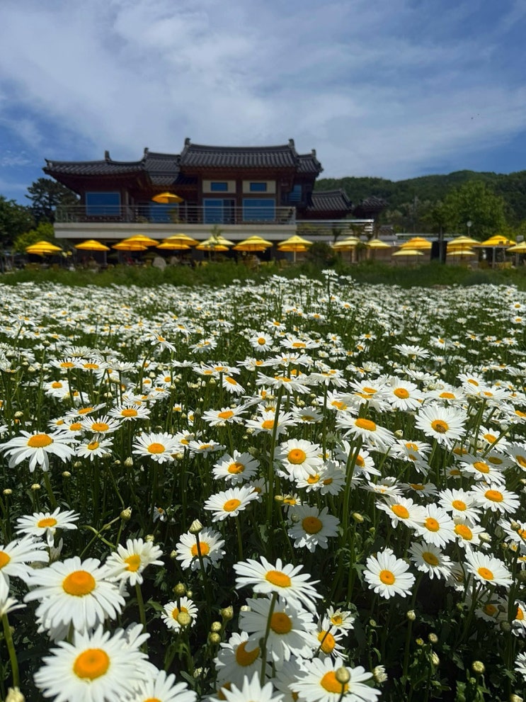  경주 바실라 애견동반 카페 5월 데이지 꽃밭 뷰