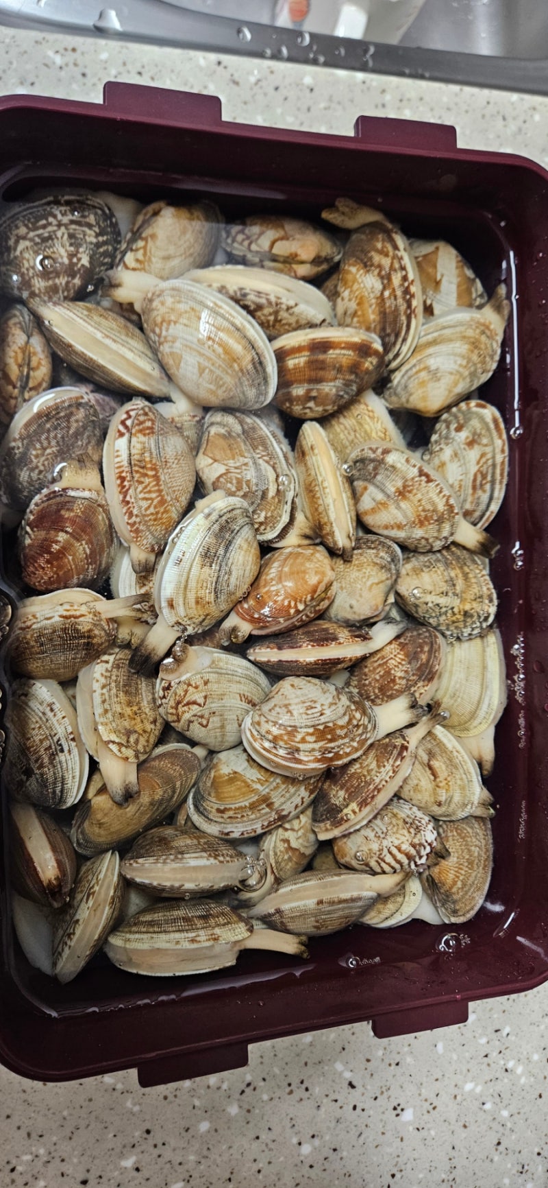바지락 보관법