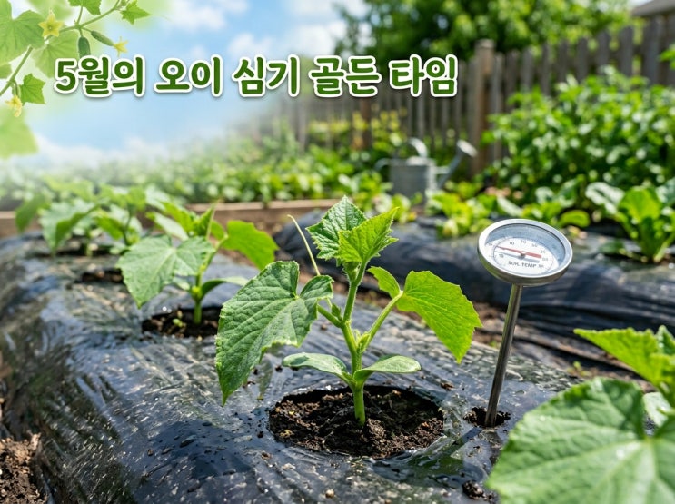  오이 모종 심는 시기 언제일까? 5월 노지 심기 방법 분석