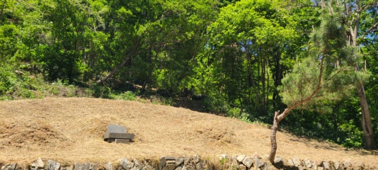  울산 울주군 언양읍 평리 산 15-1 봉분4기 70평 벌초 및 지장목제거("울산벌초대행")