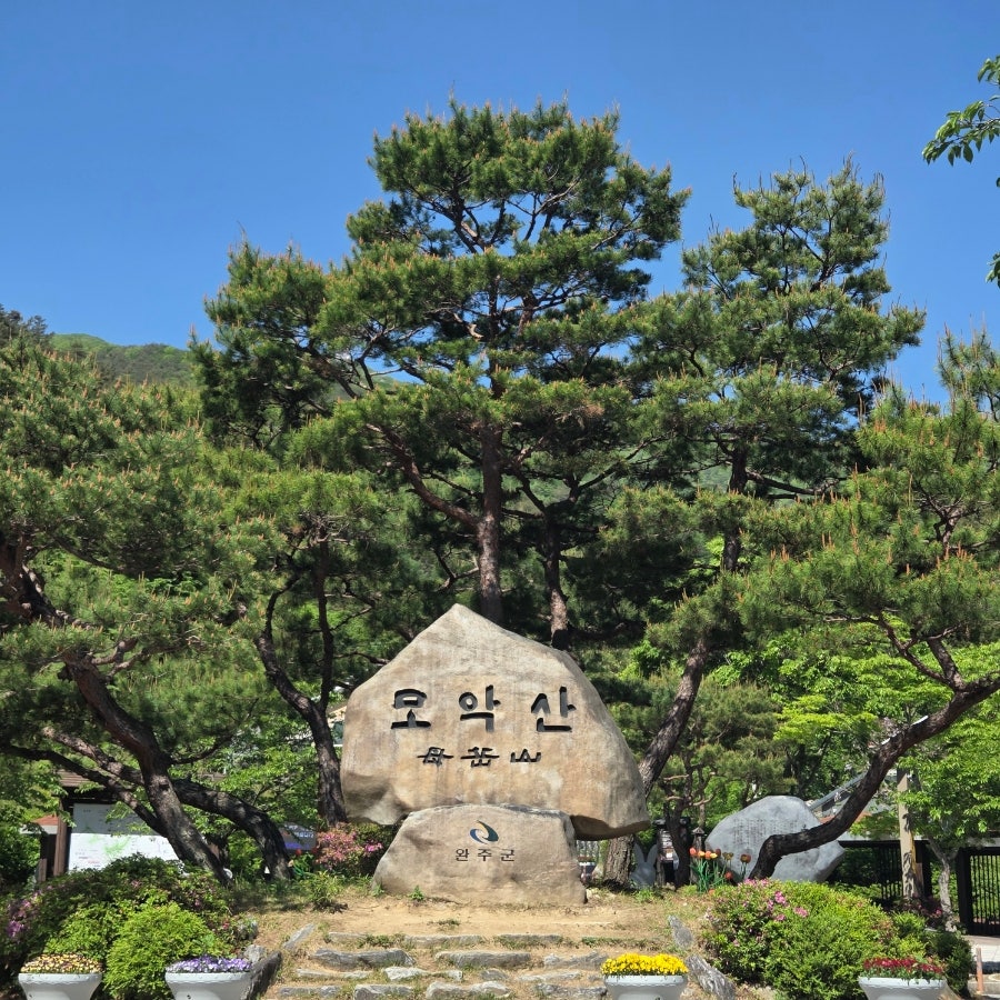 접시꽃 사진 2