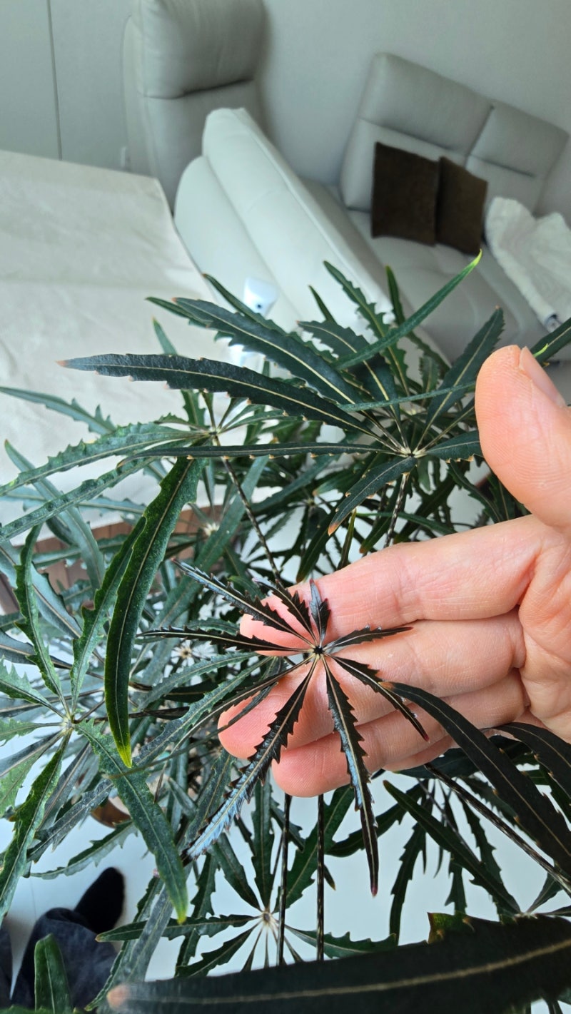 거실 아랄리아 식물 키우기 분갈이 난석 펄라이트 비율 대형 아랄리아 물주기 화분 아라리아....