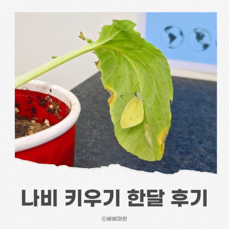배추흰나비 애벌레 자연관찰｜나비키우기 키트 한달 관찰 후기