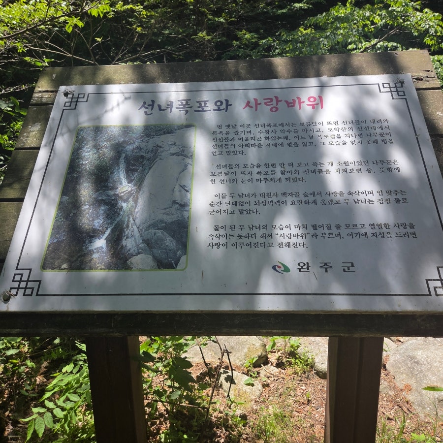 접시꽃 사진 6