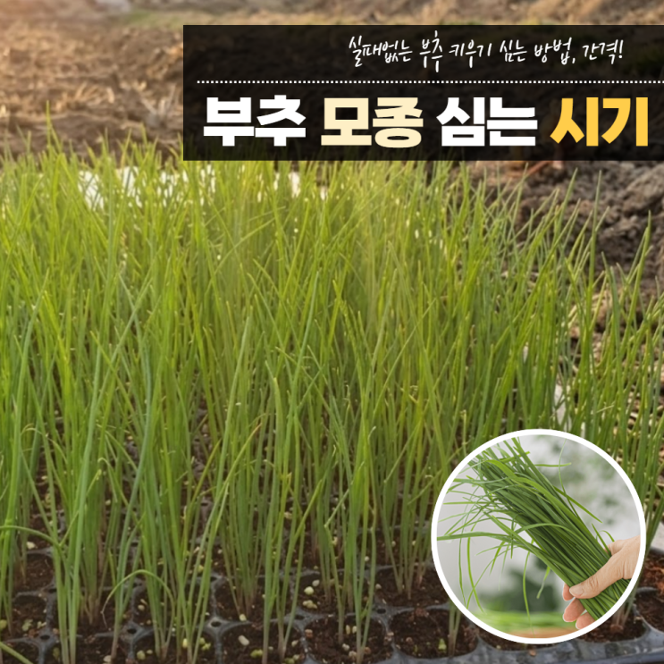  부추모종심는시기 방법 보관법