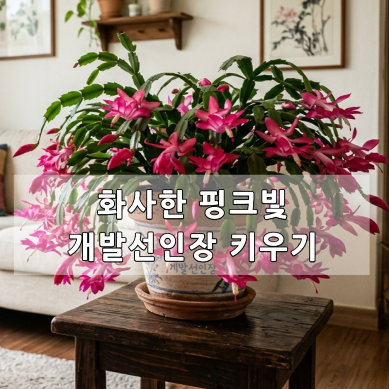 게발선인장 키우기 번식 물주기 개발 선인장 꽃말