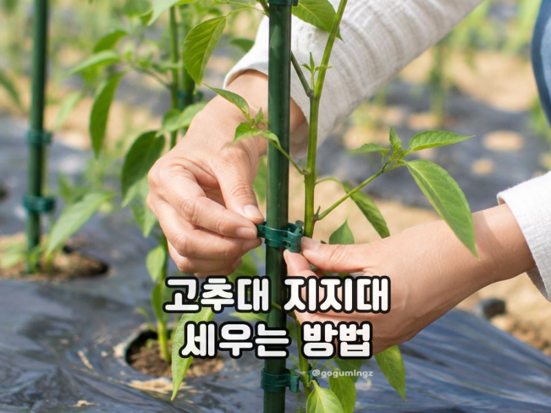 고추대 지지대 세우기 클립 설치 방법