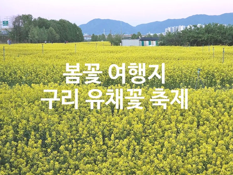  봄꽃 축제 여행지 구리 유채꽃 축제 일정 주차 가수 개화현황