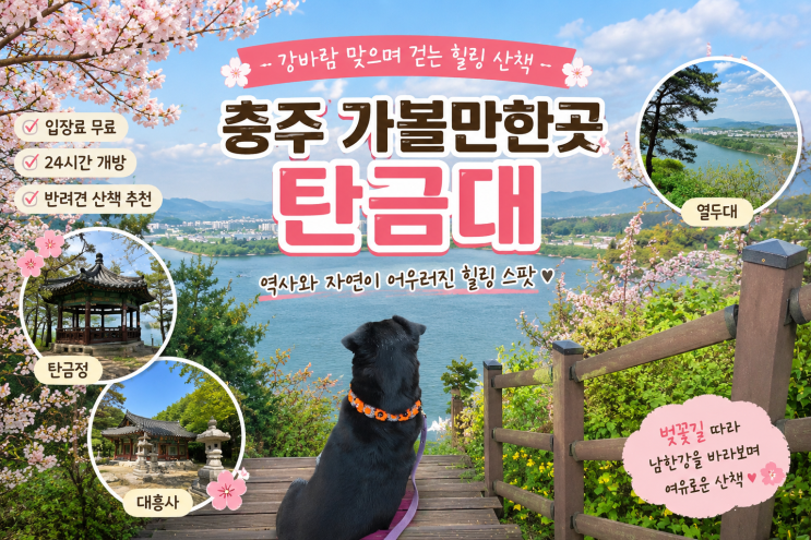 충주 여행 가볼만한곳 탄금대 노견도 무리없는 강아지산책 코스