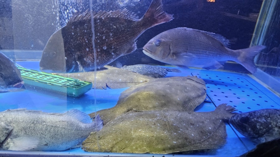 회뜰날 사진 4