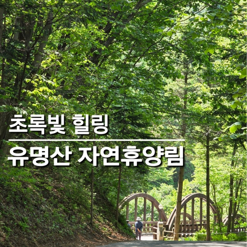 초록빛 힐링, 가평 유명산 자연휴양림 산책 일기