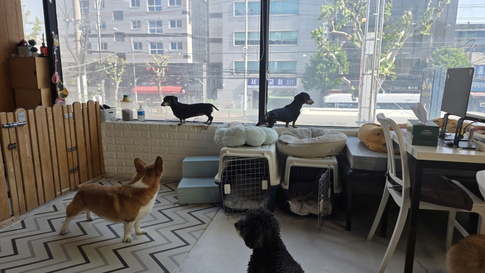 멍멍이다방 사진 6