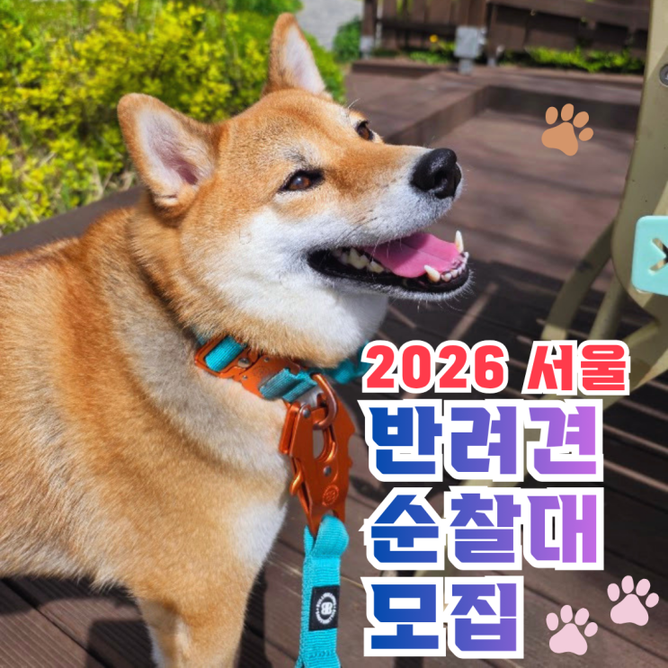  서울 반려견 순찰대 2026 모집 가이드: 산책이 안전망이 되는 방식