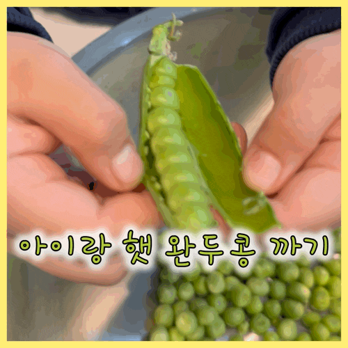  햇완두콩 자루째 사와서 아이랑 같이 깠어요 :) 완두콩손질법, 요리법, 보관법까지 정리