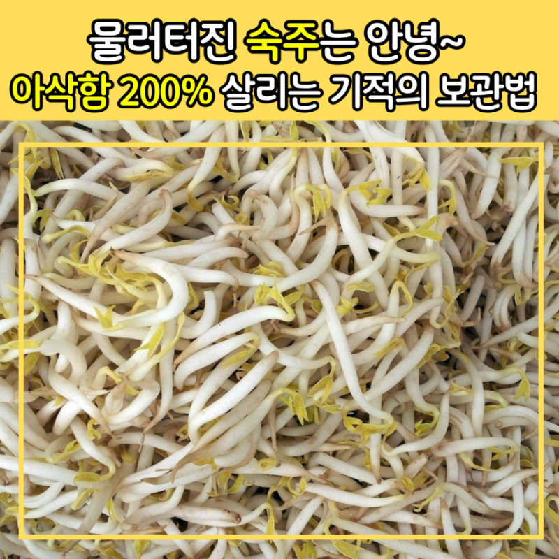 숙주나물, 다음 날이면 물러버리죠? 일주일 넘게 아삭함 지키는 보관 꿀팁!