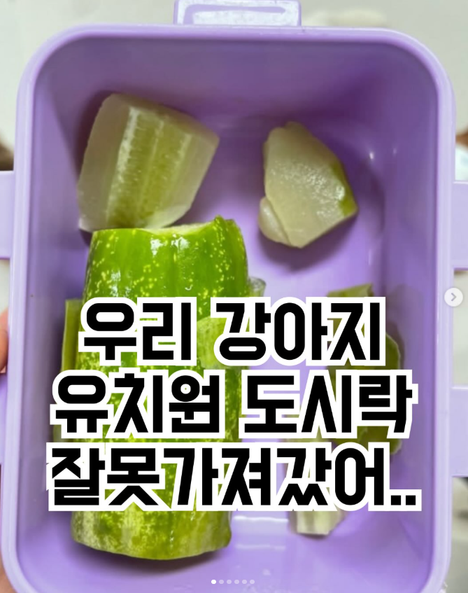  우리 강아지 유치원 도시락 잘못 가져갔어