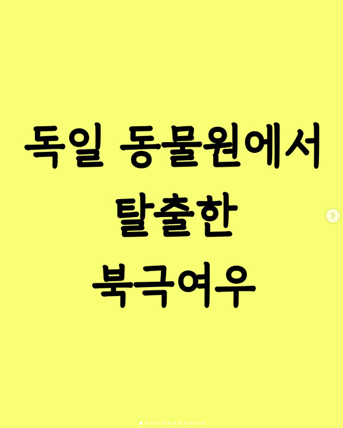  독일 동물원에서 탈출한 북극 여우