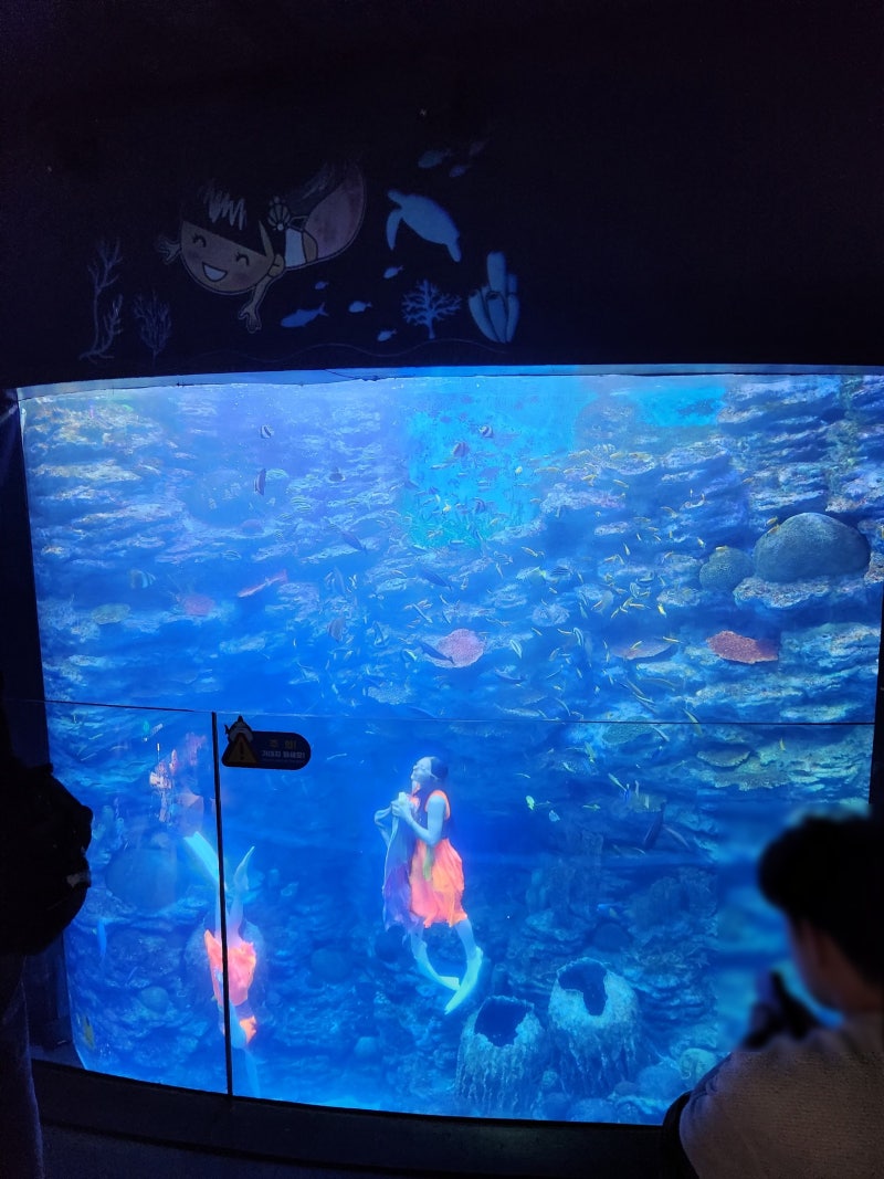 부산 해운대 아쿠아리움 방문 후기_ 부산 아쿠아리움 펭귄 먹이주기 및 인어공주 공연시간, ....