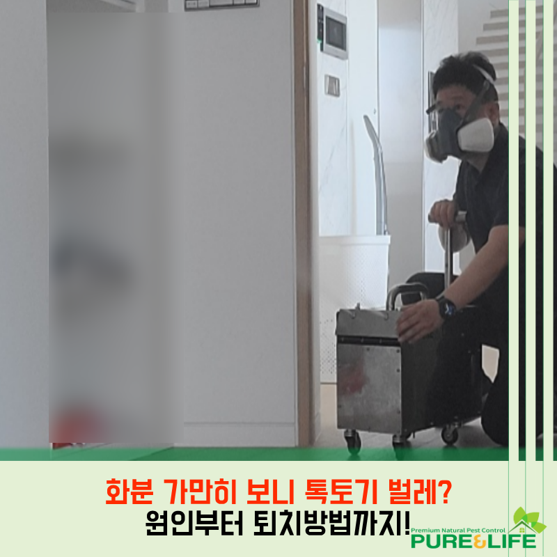 화분 가만히 보니 톡토기 벌레? 대체 왜 나타날까 원인부터 퇴치 방법까지 알아보기