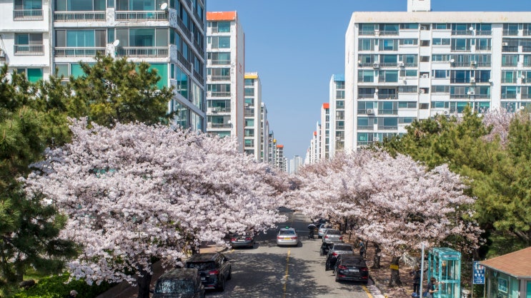  남천동 벚꽃길 산책｜삼익비치에서 광안리까지 봄에 저장해둘 코스