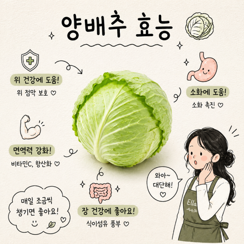양배추보관방법부터 위 건강부터 장 건강까지 양배추 효능 제대로 알아보기