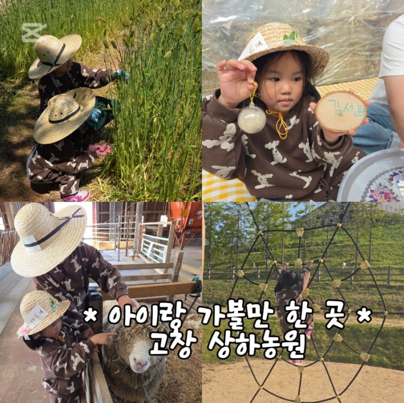 아이와 전라도 여행 고창 상하농원 양털깎기 체험, 매일유업 상하공장 견학