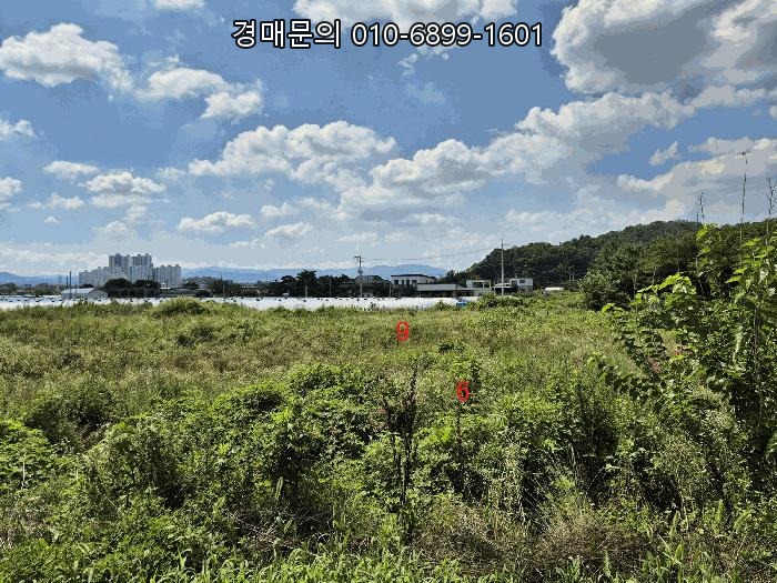  성주군 성주읍 대지 1500평 토지 경매, 건축허가까지 완료된 반값 특급 개발부지 낙찰 찬스 2025-31495