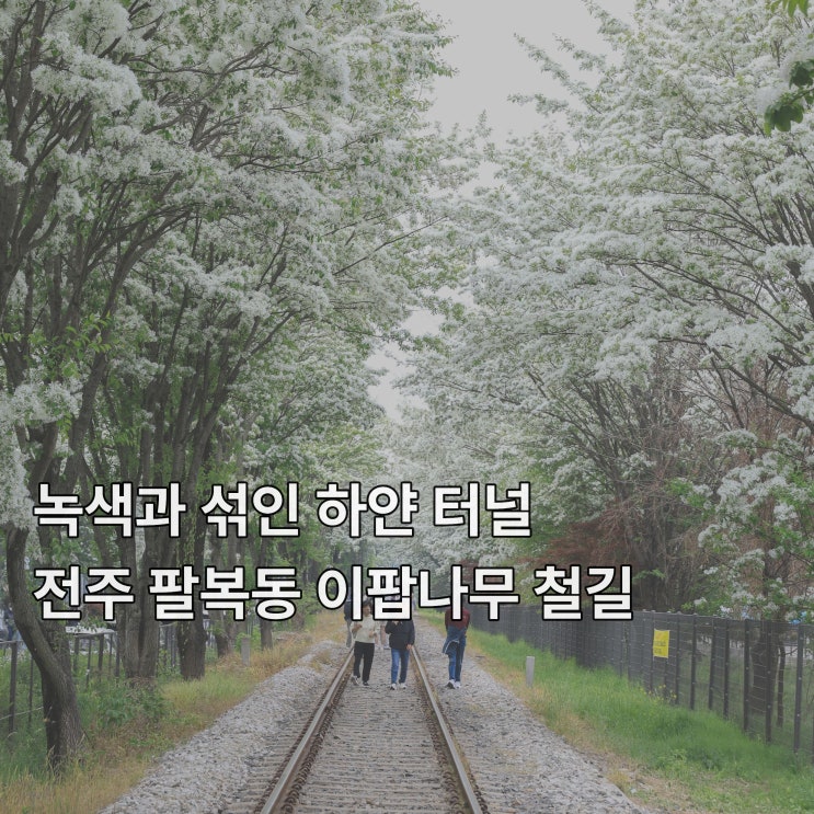  [전주] 녹색과 섞인 하얀 터널 팔복동 <이팝나무 철길>
