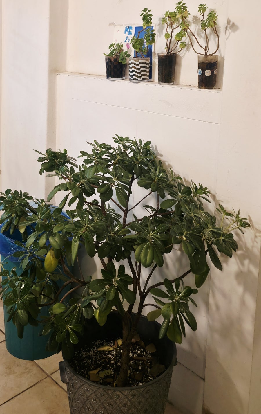 림 사진 6
