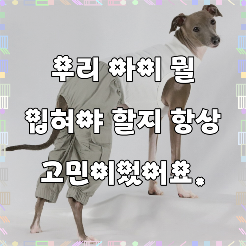 이탈리안 그레이하운드 보호자님, 옷 때문에 고민 많으시죠?